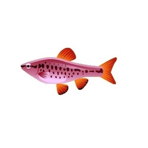 Cherry Barb